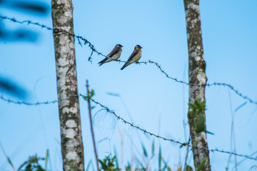  Southern Rough winged Swallow photographed in Burarama, a district of the Cachoeiro de Itapemirim County, in Espirito Santo. Atlantic Forest Biome. Picture made in 2018