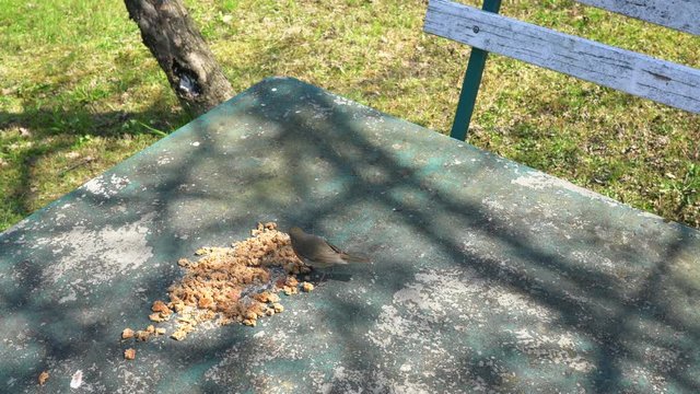 European Robin (Erithacus rubecula) eats food on the table - (4K)