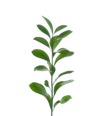 Branch of green ruskus on a white background