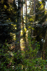 Sun Peeking Through Summer Forest