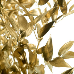 Bright colored Ruscus branch isolated