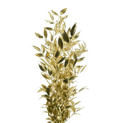 Bright colored Ruscus branch isolated