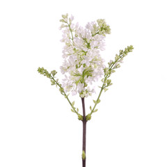 White lilac Syringa vulgaris Florent Stepman bush isolated 