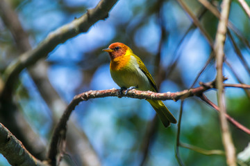 Rufous headed Tanager  photographed in Burarama, a district of the Cachoeiro de Itapemirim County, in Espirito Santo. Atlantic Forest Biome. Picture made in 2018.