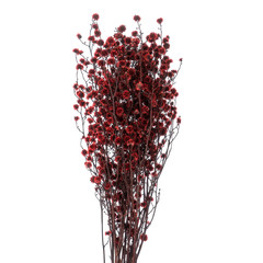 Naklejka premium Branch of Stillingia Toothleaf plant isolated