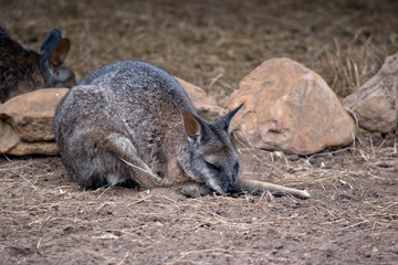 the tammar wallaby is resting in the shade