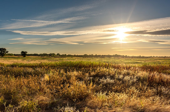 Golden hour landscape of wild grass flowing in the wind in the wetlands of the Cosumnes River Preserve in Galt California with the sun setting on the horizon.