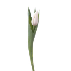 Beautiful color fresh tulip isolated