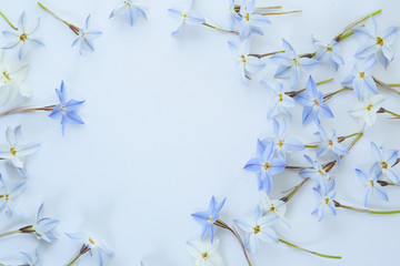 pastel color floral background of blue spring star flowers. seasonal botanical concept 