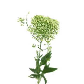 The lush branch of Trachelium