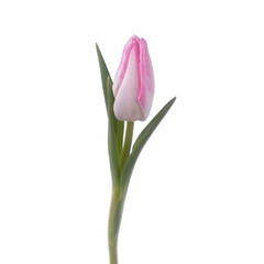 Beautiful color fresh tulip isolated