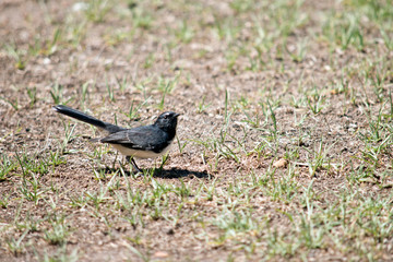 Fototapeta premium this is a side view of a willy wagtail