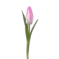 Beautiful color fresh tulip isolated