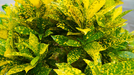 Colorful croton leaves. multi-colored bright leaves multi-colored bright  Codiaeum Variegatum leaves. texture of colored leaves background. yellow, green © Artem