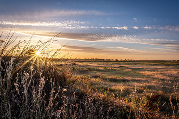Golden hour landscape of wild grass flowing in the wind in the wetlands of the Cosumnes River Preserve in Galt California with the sun setting on the horizon. - Powered by Adobe