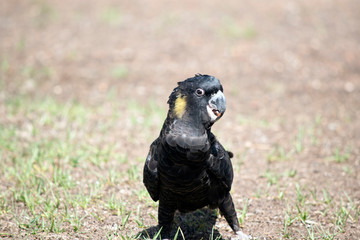 this is a close up of a yellow tailed black cockatoo