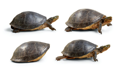 Obraz premium Collection of river turtle isolated on white background