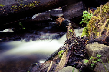 Waterfall in the Forest