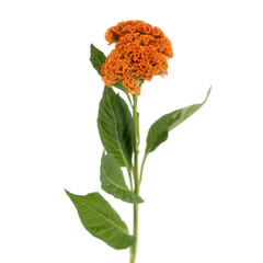 Beautiful Celosia Reprise orange isolated