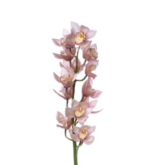 Branch of Cymbidium orchid isolated