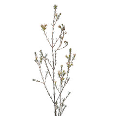 white Hamelachim Chamelaucium  Blondie isolated 