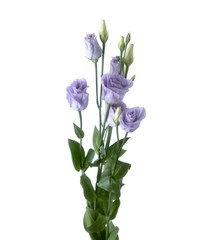 Beautiful Branch of Eustoma isolated