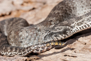 Close of of Australian Death Adder showing tail lure