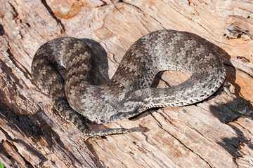 Australian Death Adder showing tail