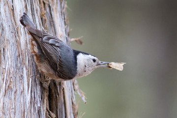 White-breasted Nuthatch with moth.
