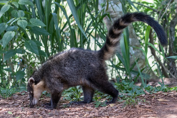 Obraz premium Coati foraging for food on ground