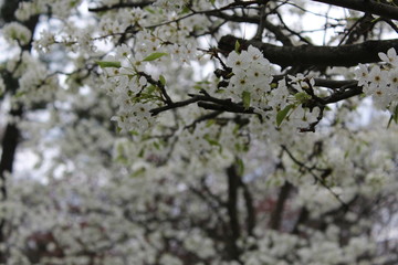 Decorative Pear Tree