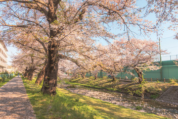 Fototapeta na wymiar Row of cherry trees in Japan.