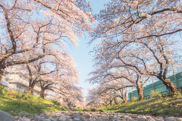 Fototapeta na wymiar Row of cherry trees in Japan.