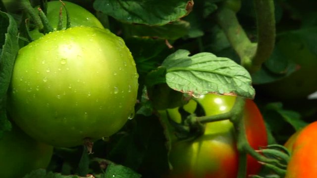 Green Tomato Pan