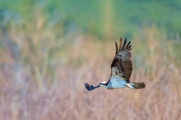 Osprey looking for prey in Blackwater National Wildlife Refuge.Dorchester County.Maryland.USA