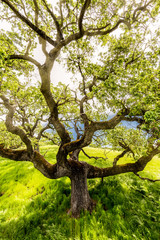 Wide angle view of a tree with light rays shining through during the spring season on a hiking trail on the slope of a hill in Sycamore Valley Preserve Contra Costa County Danville, California.