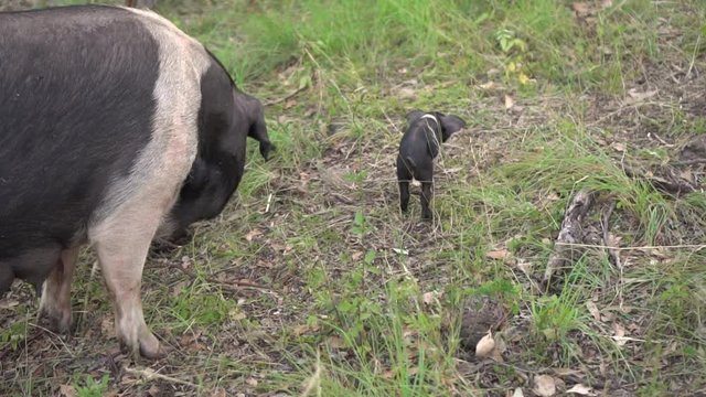 Small black piglet with mother sow pig in natural grass setting, slow motion