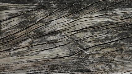 Ancient curved gray wood trunk, vintage wood background