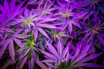 Full frame overhead shot of Medical Cannabis leafs toned dark and purple light