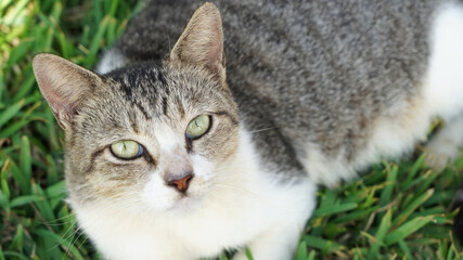 cat on the green grass. portrait shooting of a beautiful white-gray cat. cat green eyes. hand stroking a cat