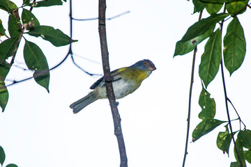  Rufous browed Peppershrike photographed in Burarama, a district of the Cachoeiro de Itapemirim County, in Espirito Santo. Atlantic Forest Biome. Picture made in 2018