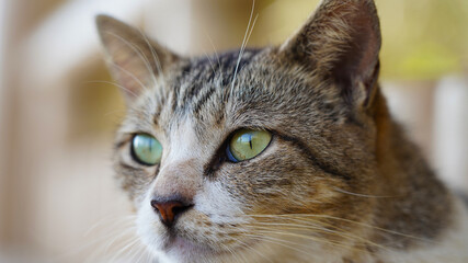 cat on the green grass. portrait shooting of a beautiful white-gray cat. cat green eyes. hand stroking a cat. macro 