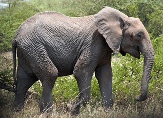 Elephant in the Serengeti National Park, Tanzania Eaast Africa.