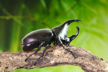 Beetles : Siamese rhinoceros beetle or fighting beetle. Selective focus,blurred background.