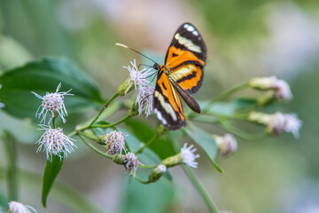 Butterfly photographed in Burarama, a district of the Cachoeiro de Itapemirim County, in Espirito Santo. Picture made in 2018.