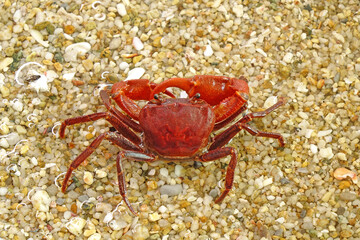 Red crab on the beach. Selective focus