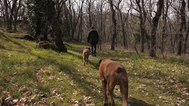 Walking the dogs in the forest