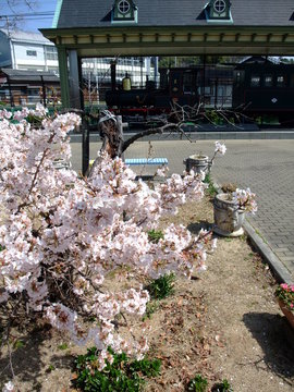 18 Best 坊ちゃん列車 Images Stock Photos Vectors Adobe Stock