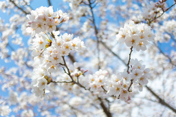 Cherry Blossoms 4847