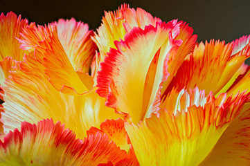 Petals of fringed tulip flowers from a garden in central Virginia in early spring.